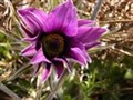 Pulsatilla%20pratensis%2000002.jpg