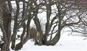 Snö o träd 2010