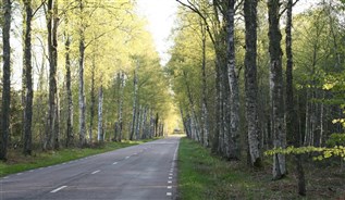 Björkallén på Byrumvägen