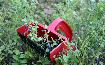 Blåbärsplockare i Bödaskogen