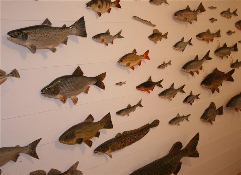 Atelje Fisken i B&ouml;da