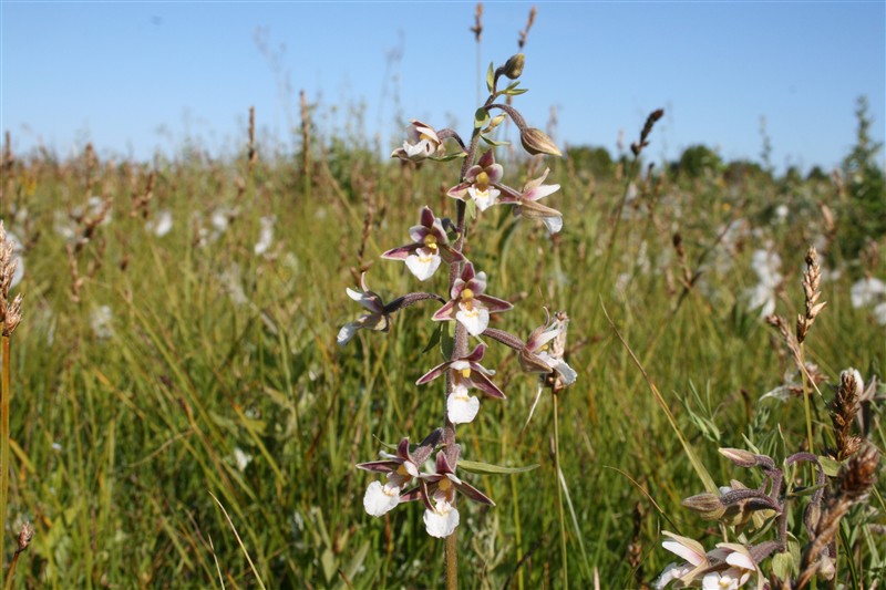 Kärrknipprot_2,_Alvara_sjöland[1].jpg