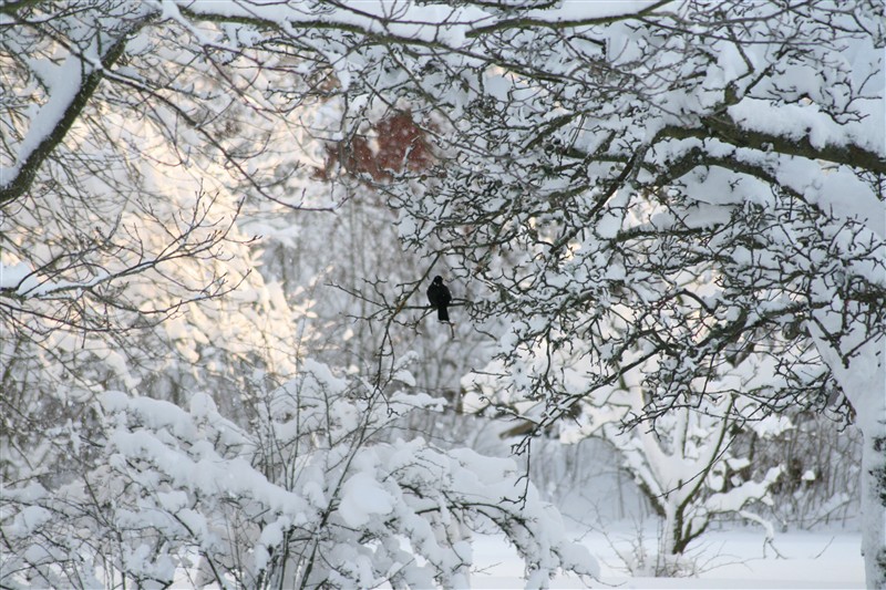 bornholmhöstenvintern2008 januari2009 409.JPG